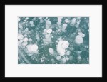 Ice Bubbles by Anonymous
