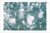 Ice Bubbles by Anonymous