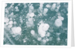 Ice Bubbles by Anonymous