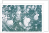 Ice Bubbles by Anonymous