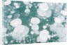 Ice Bubbles by Anonymous