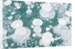 Ice Bubbles by Anonymous