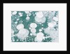 Ice Bubbles by Anonymous