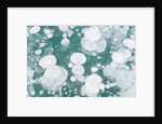 Ice Bubbles by Anonymous