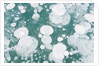 Ice Bubbles by Anonymous