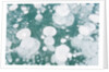 Ice Bubbles by Anonymous