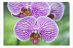 Orchid by Anonymous