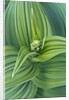 Veratrum viride by Anonymous