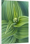 Veratrum viride by Anonymous