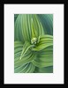 Veratrum viride by Anonymous