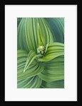 Veratrum viride by Anonymous