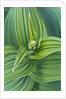 Veratrum viride by Anonymous