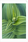 Veratrum viride by Anonymous
