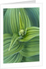 Veratrum viride by Anonymous
