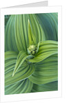 Veratrum viride by Anonymous
