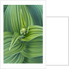 Veratrum viride by Anonymous