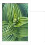 Veratrum viride by Anonymous