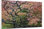 Japanese Maple by Anonymous