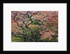 Japanese Maple by Anonymous