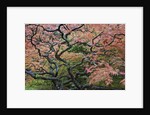 Japanese Maple by Anonymous