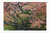 Japanese Maple by Anonymous