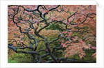 Japanese Maple by Anonymous