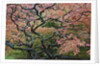 Japanese Maple by Anonymous