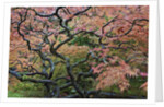 Japanese Maple by Anonymous