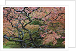 Japanese Maple by Anonymous