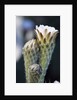 Cactus Flower by Anonymous