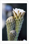 Cactus Flower by Anonymous