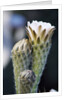 Cactus Flower by Anonymous
