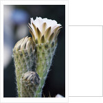 Cactus Flower by Anonymous