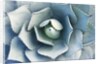 Agave by Anonymous