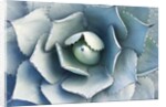 Agave by Anonymous