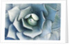 Agave by Anonymous
