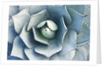 Agave by Anonymous
