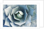 Agave by Anonymous