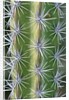 Octopus Cactus by Anonymous