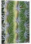 Octopus Cactus by Anonymous