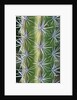 Octopus Cactus by Anonymous