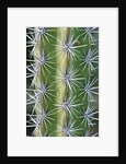 Octopus Cactus by Anonymous