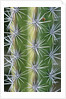Octopus Cactus by Anonymous