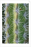 Octopus Cactus by Anonymous