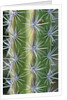 Octopus Cactus by Anonymous