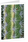 Octopus Cactus by Anonymous