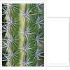 Octopus Cactus by Anonymous
