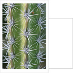 Octopus Cactus by Anonymous