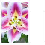 Lily Closeup by Anonymous