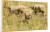 Three Cheetah Cubs Playing in the grass in the Masai Mara by Anonymous